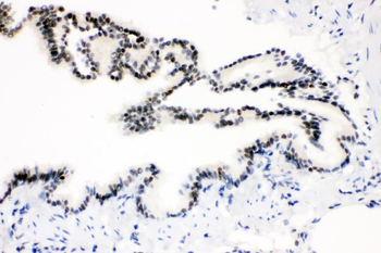 SOX9 Rabbit Polyclonal Antibody
