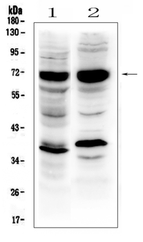 SOX9 Rabbit Polyclonal Antibody
