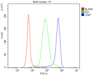 CD47 Rabbit Polyclonal Antibody