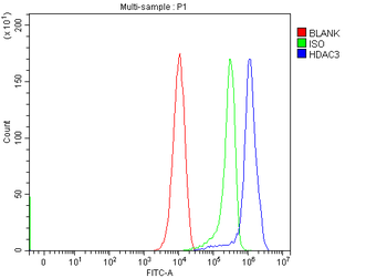 HDAC3 Rabbit Polyclonal Antibody