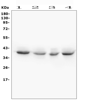 WNT4 Rabbit Polyclonal Antibody