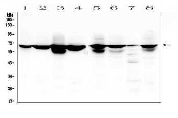 Lamin B Receptor/LBR Rabbit Polyclonal Antibody
