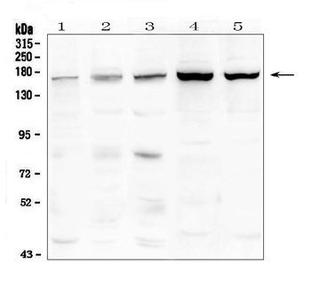 TIE2/TEK Rabbit Polyclonal Antibody