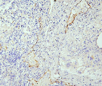 eNOS/NOS3 Rabbit Polyclonal Antibody