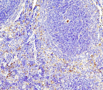 eNOS/NOS3 Rabbit Polyclonal Antibody