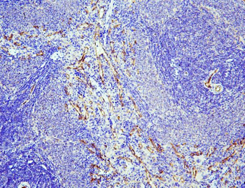 eNOS/NOS3 Rabbit Polyclonal Antibody