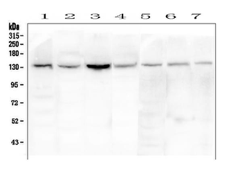eNOS/NOS3 Rabbit Polyclonal Antibody