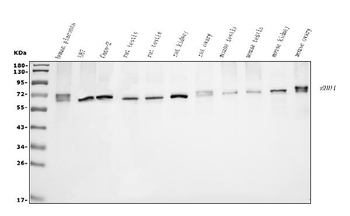 EHD1 Rabbit Polyclonal Antibody