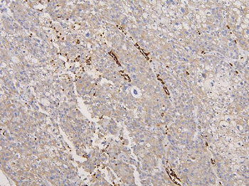 Glycophorin A/GYPA Rabbit Polyclonal Antibody