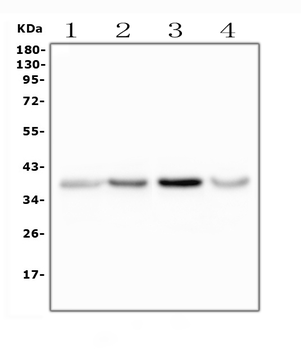 Glycophorin A/GYPA Rabbit Polyclonal Antibody