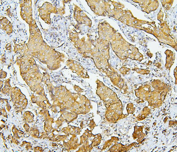 EBP50/NHERF-1/SLC9A3R1/NHERF Rabbit Polyclonal Antibody