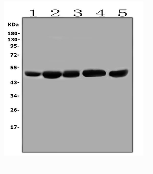 EBP50/NHERF-1/SLC9A3R1/NHERF Rabbit Polyclonal Antibody