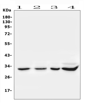 Syntenin/SDCBP Rabbit Polyclonal Antibody