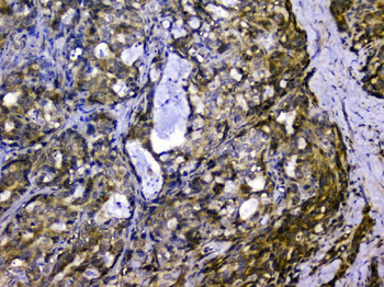 SIRT4 Rabbit Polyclonal Antibody