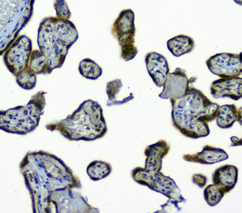 SIRT4 Rabbit Polyclonal Antibody