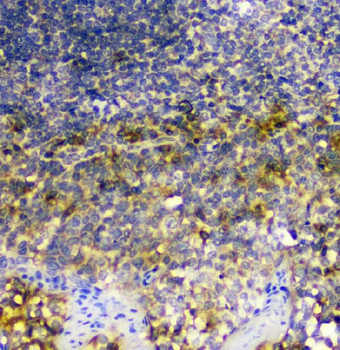SIRT4 Rabbit Polyclonal Antibody
