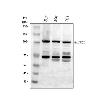 HERC5 Rabbit Polyclonal Antibody