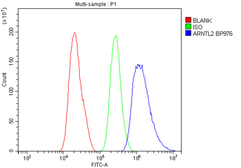 ARNTL2 Rabbit Polyclonal Antibody