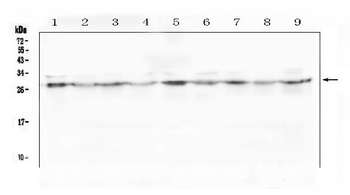 SCN4B Rabbit Polyclonal Antibody
