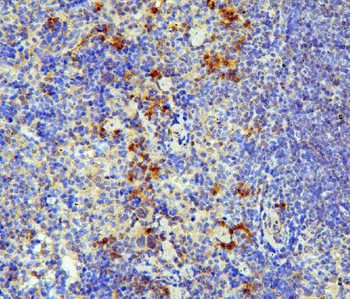 IL-31/IL Rabbit Polyclonal Antibody