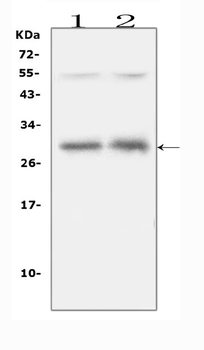 IL-31/IL Rabbit Polyclonal Antibody