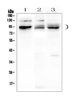 BHC80/PHF21A Rabbit Polyclonal Antibody