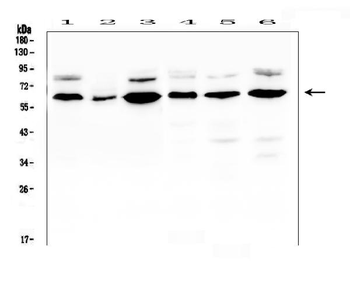 EGFL6 Rabbit Polyclonal Antibody