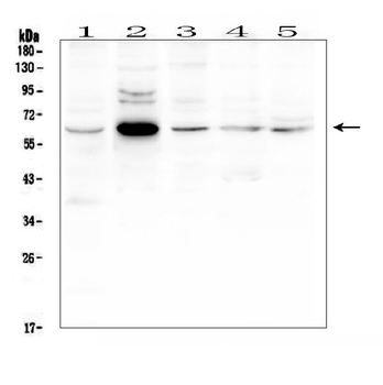 EGFL6 Rabbit Polyclonal Antibody