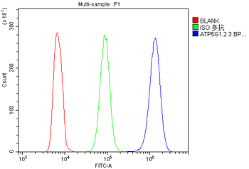 ATP5G1,2,3/ATP5MC1,2,3/ATP5G1 Rabbit Polyclonal Antibody