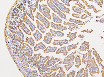 ATP5G1,2,3/ATP5MC1,2,3/ATP5G1 Rabbit Polyclonal Antibody