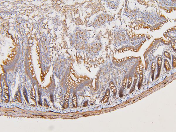 ATP5G1,2,3/ATP5MC1,2,3/ATP5G1 Rabbit Polyclonal Antibody