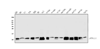 ATP5G1,2,3/ATP5MC1,2,3/ATP5G1 Rabbit Polyclonal Antibody