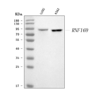 RNF169 Rabbit Polyclonal Antibody