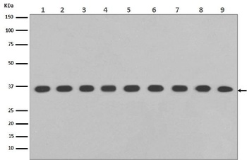 GAPDH Rabbit Monoclonal Antibody (HRP)