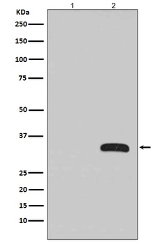 GFP Rabbit Monoclonal Antibody (HRP)