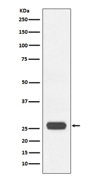 GST-Tag/GST Rabbit Monoclonal Antibody (HRP)
