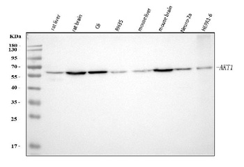 AKT1 Rabbit Monoclonal Antibody