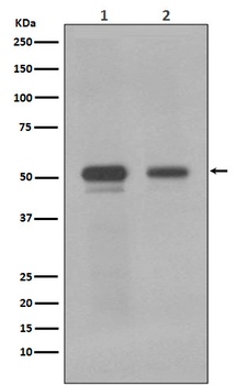 c-Myc Rabbit Monoclonal Antibody