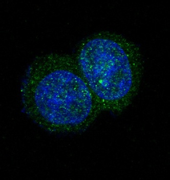 JAK2 Rabbit Monoclonal Antibody