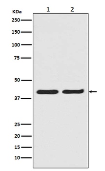 ERK2 Rabbit Monoclonal Antibody