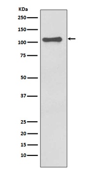 NALP3 NLRP3 Rabbit Monoclonal Antibody