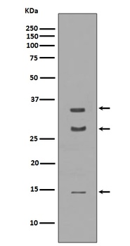 BDNF Rabbit Monoclonal Antibody