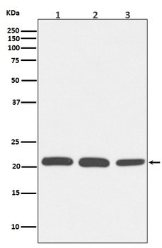Rac1/2/3 Rabbit Monoclonal Antibody