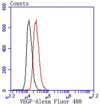 VEGF VEGFA Rabbit Monoclonal Antibody