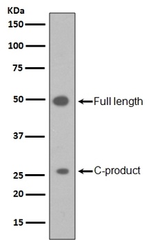 Sonic Hedgehog SHH Rabbit Monoclonal Antibody