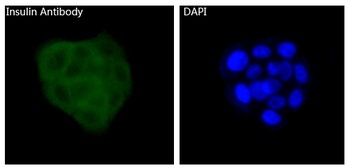 Insulin Rabbit Monoclonal Antibody