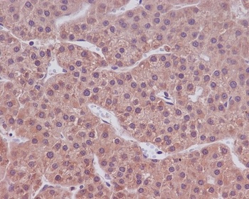 Caspase-9 CASP9 Rabbit Monoclonal Antibody