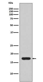 IL1 beta Rabbit Monoclonal Antibody