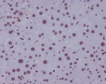 KLF4/Gklf Rabbit Monoclonal Antibody