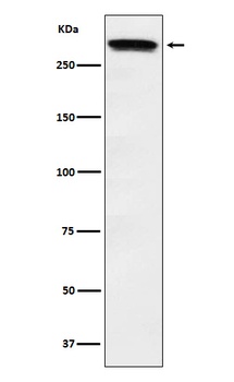 Huntingtin Rabbit Monoclonal Antibody